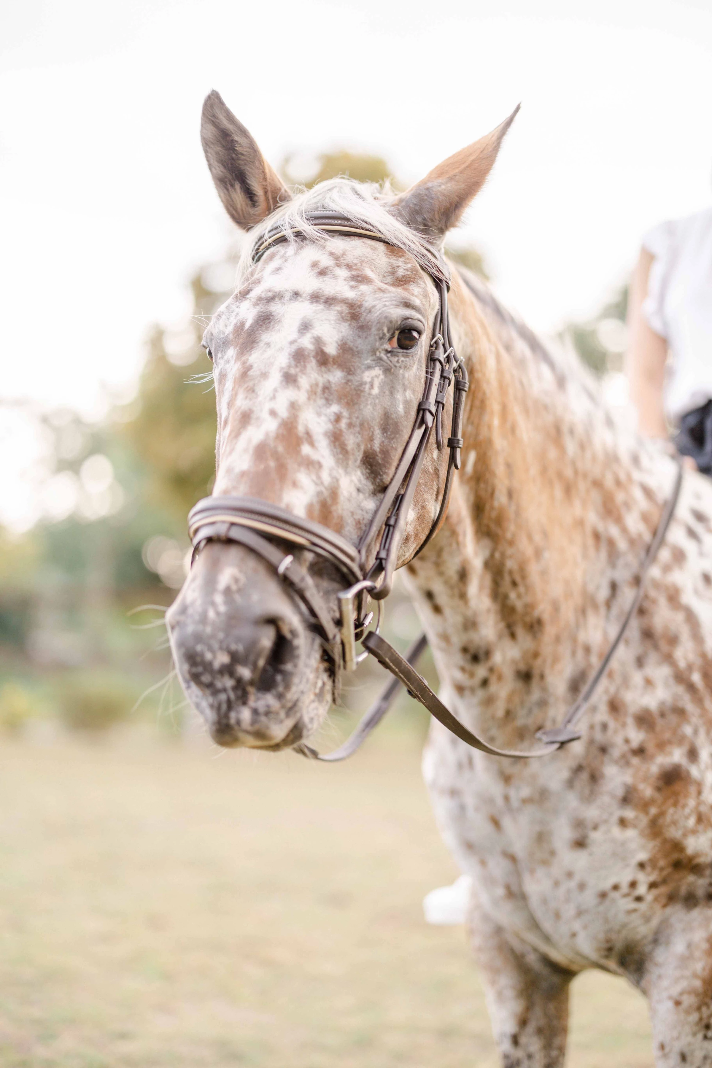 cheval bride gris marron animal